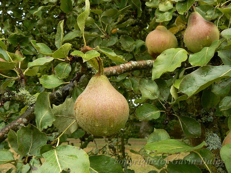 Pear, orchard, Sissinghurst Castle gardens P1120879.JPG